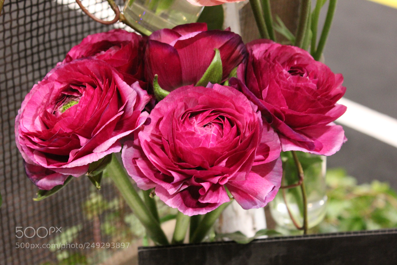 Canon EF-S 18-55mm F3.5-5.6 IS sample photo. Canada blooms 2018 toronto photography