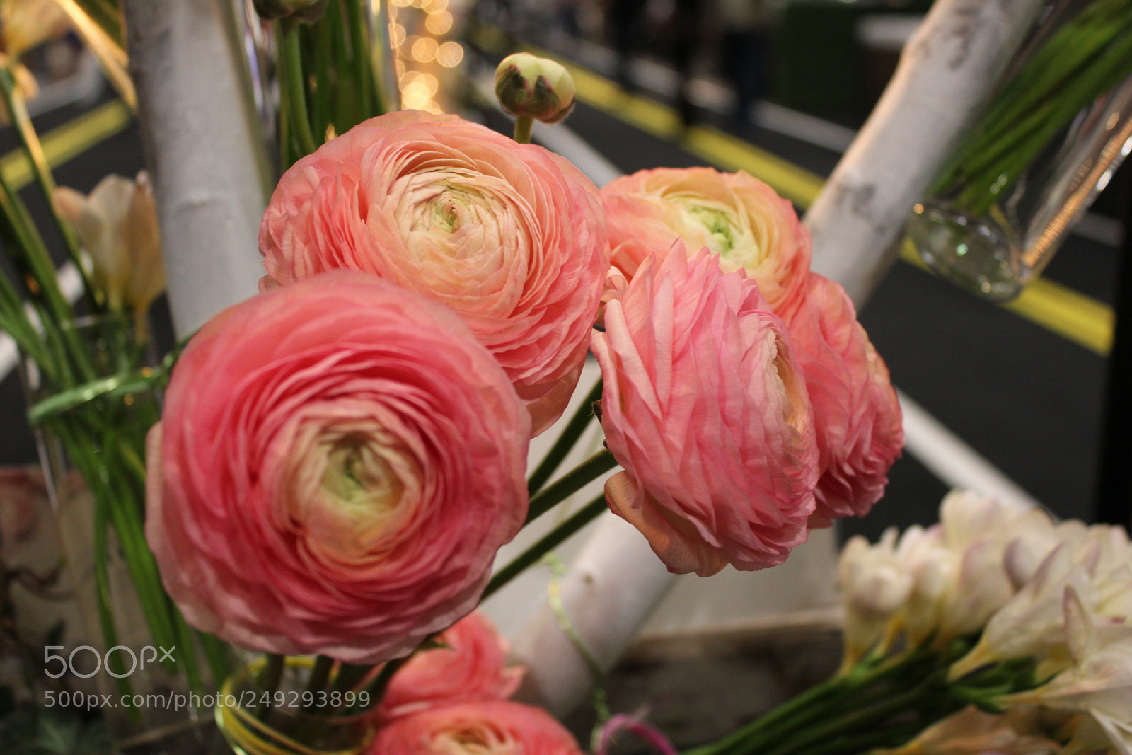 Canon EF-S 18-55mm F3.5-5.6 IS sample photo. Canada blooms 2018 toronto photography