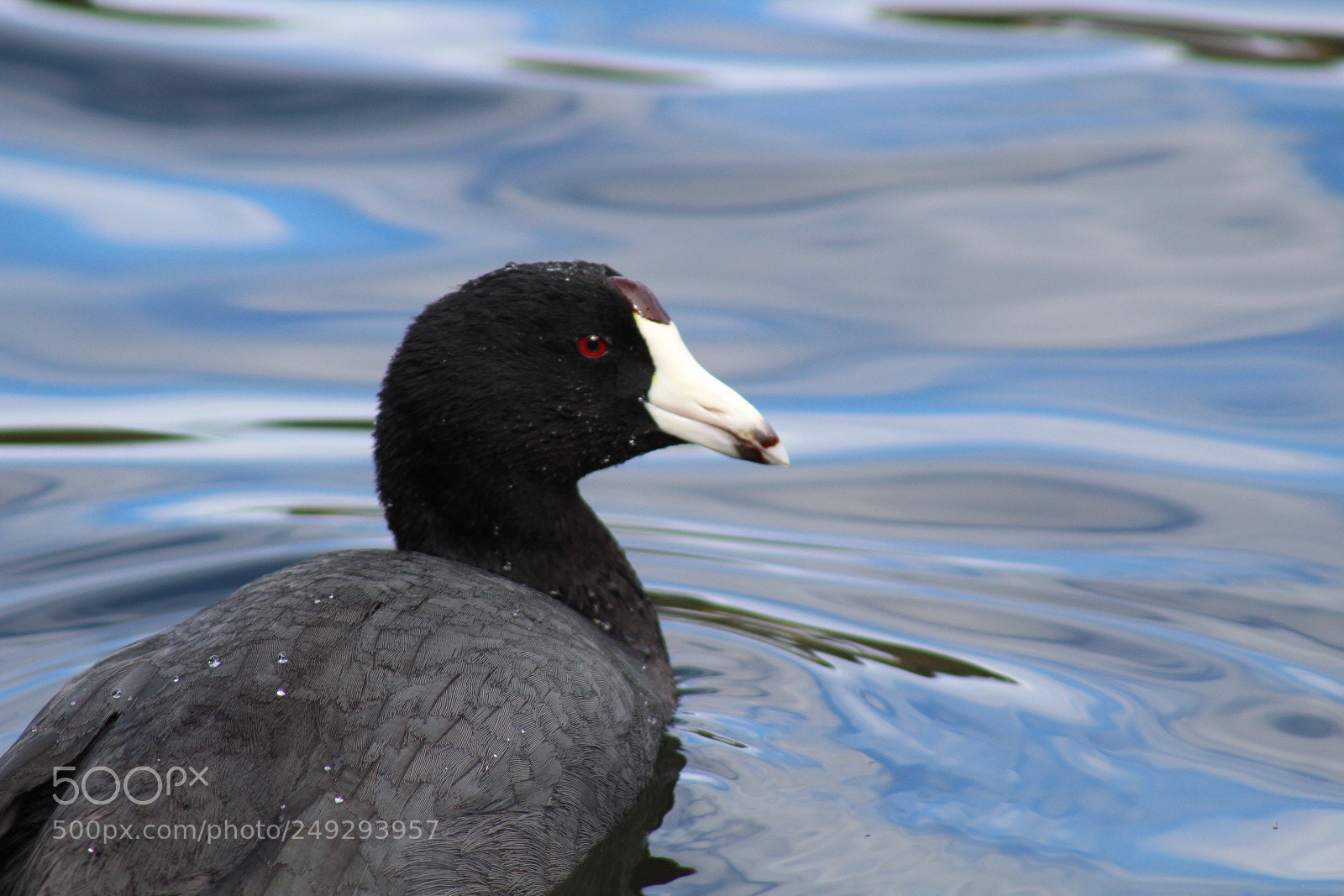 Canon EOS 1300D (EOS Rebel T6 / EOS Kiss X80) sample photo. This is a coot photography