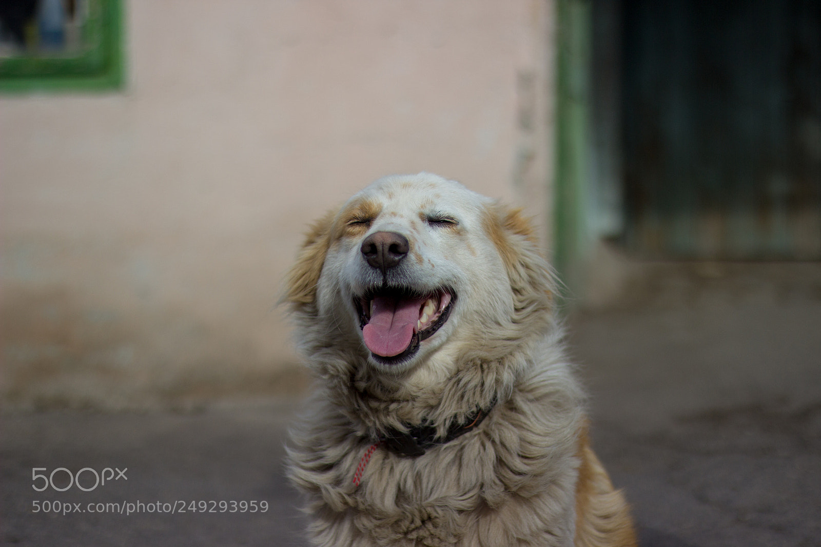 Canon EOS 600D (Rebel EOS T3i / EOS Kiss X5) sample photo. Aiwa the border collie photography