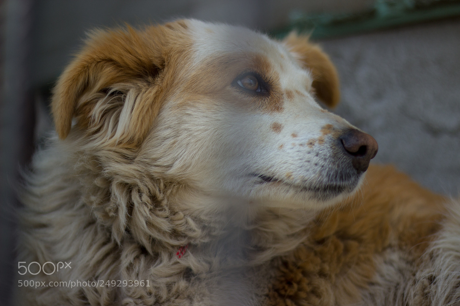 Canon EOS 600D (Rebel EOS T3i / EOS Kiss X5) sample photo. Aiwa the border collie photography
