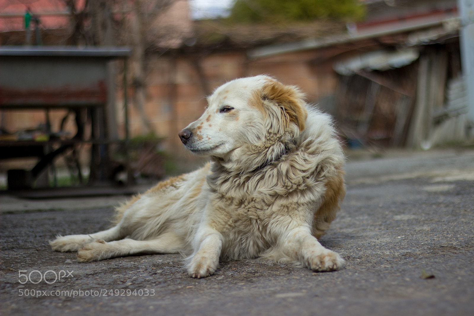 Canon EOS 600D (Rebel EOS T3i / EOS Kiss X5) sample photo. Aiwa the border collie photography