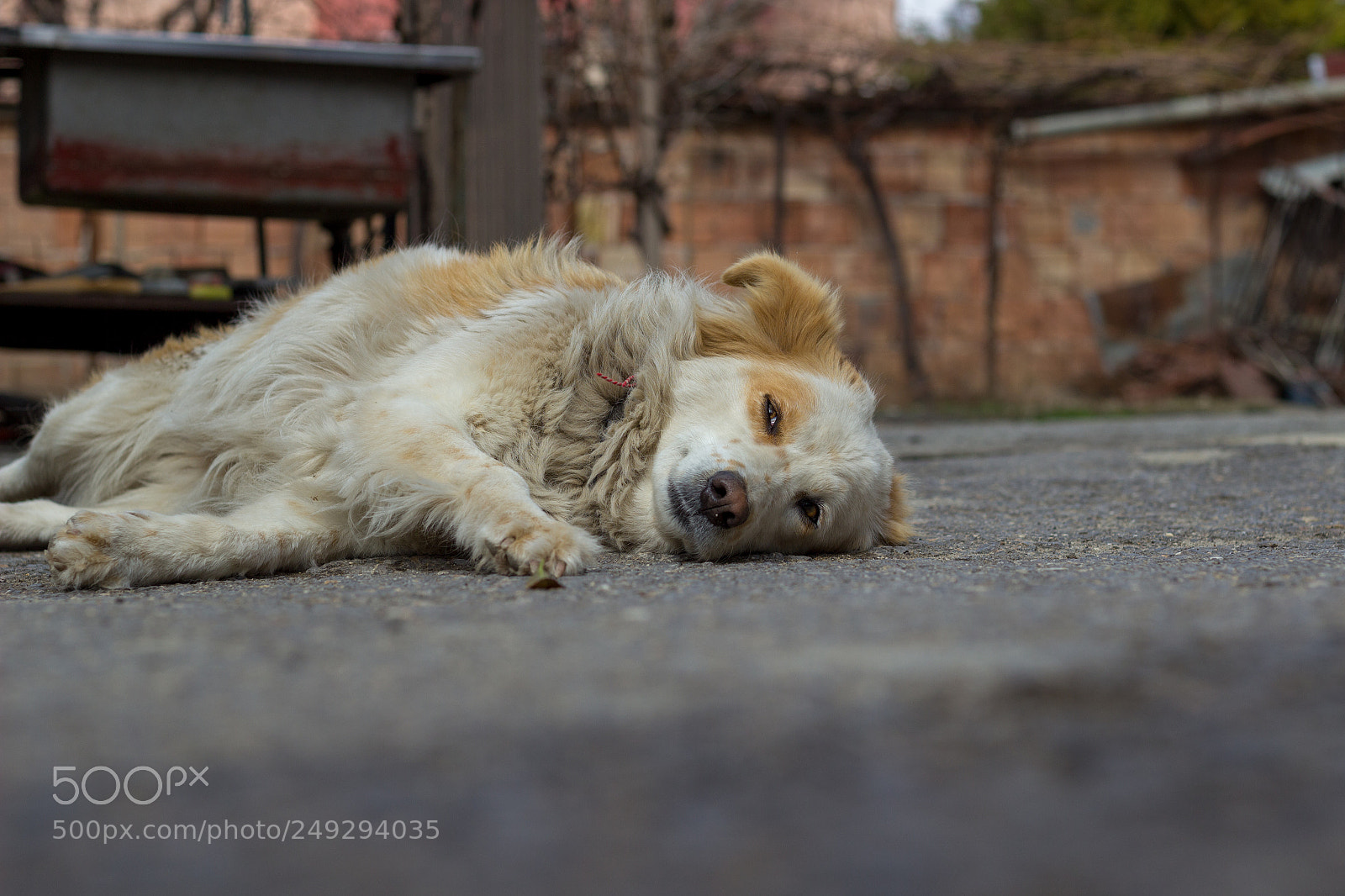 Canon EOS 600D (Rebel EOS T3i / EOS Kiss X5) sample photo. Aiwa the border collie photography