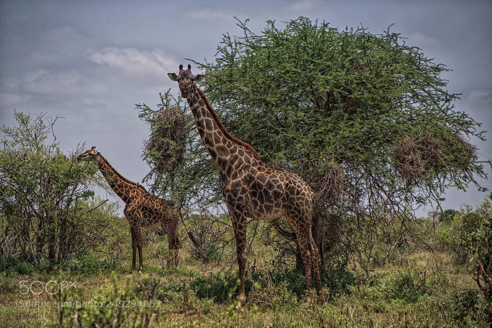 Nikon D810 sample photo. Giraffe couple photography