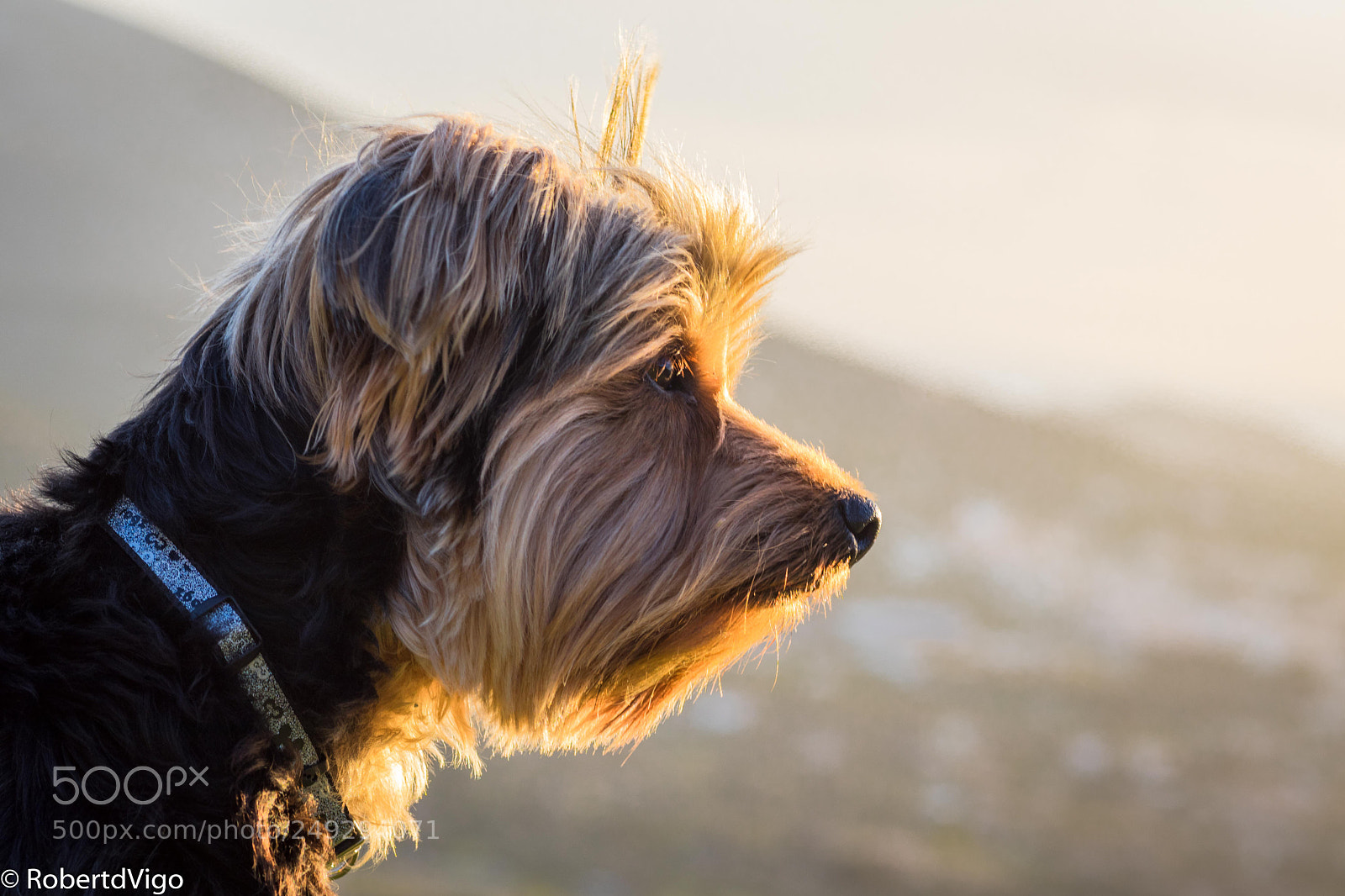 Canon EOS 77D (EOS 9000D / EOS 770D) sample photo. Lia watching photography