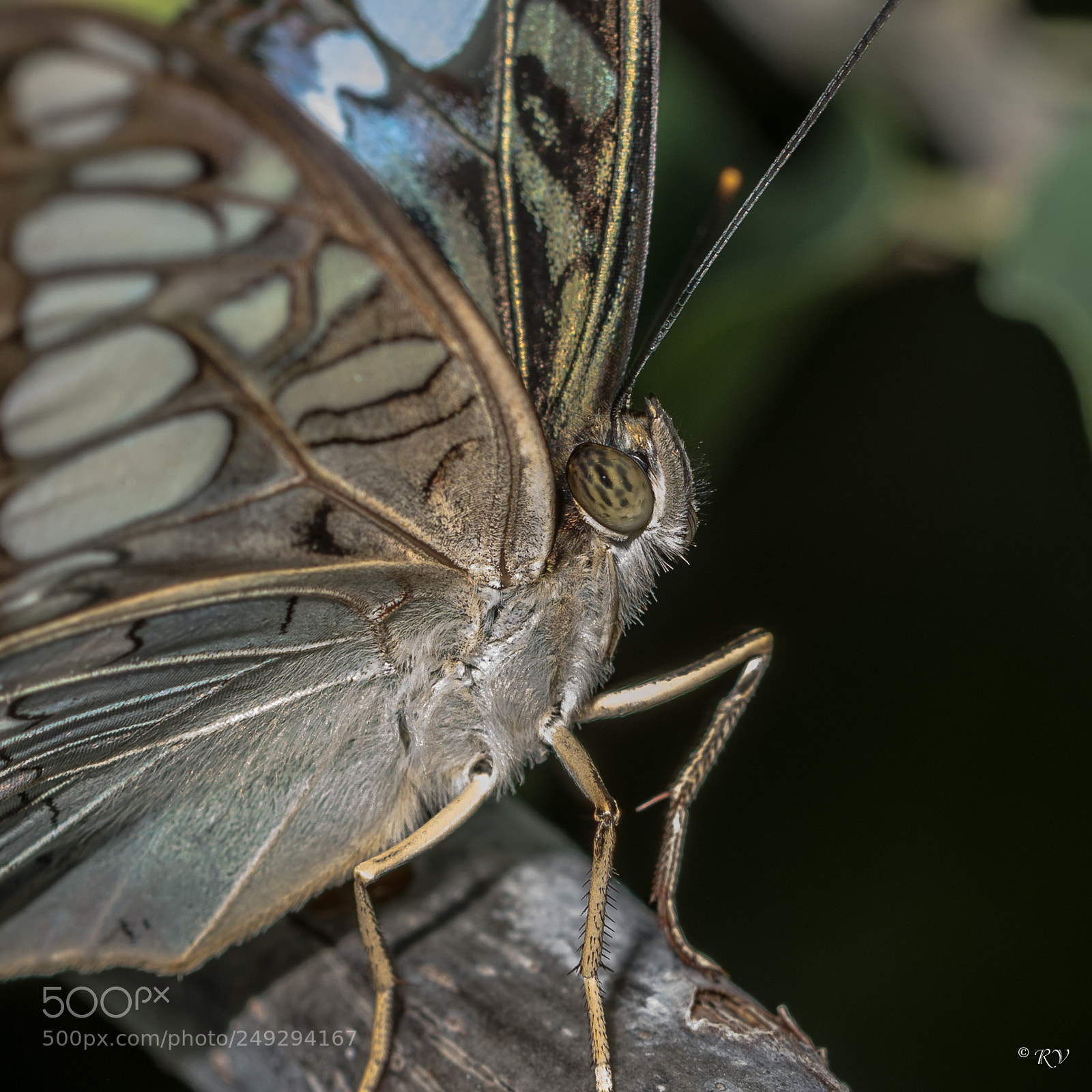 Nikon D7100 sample photo. Batterfly photography