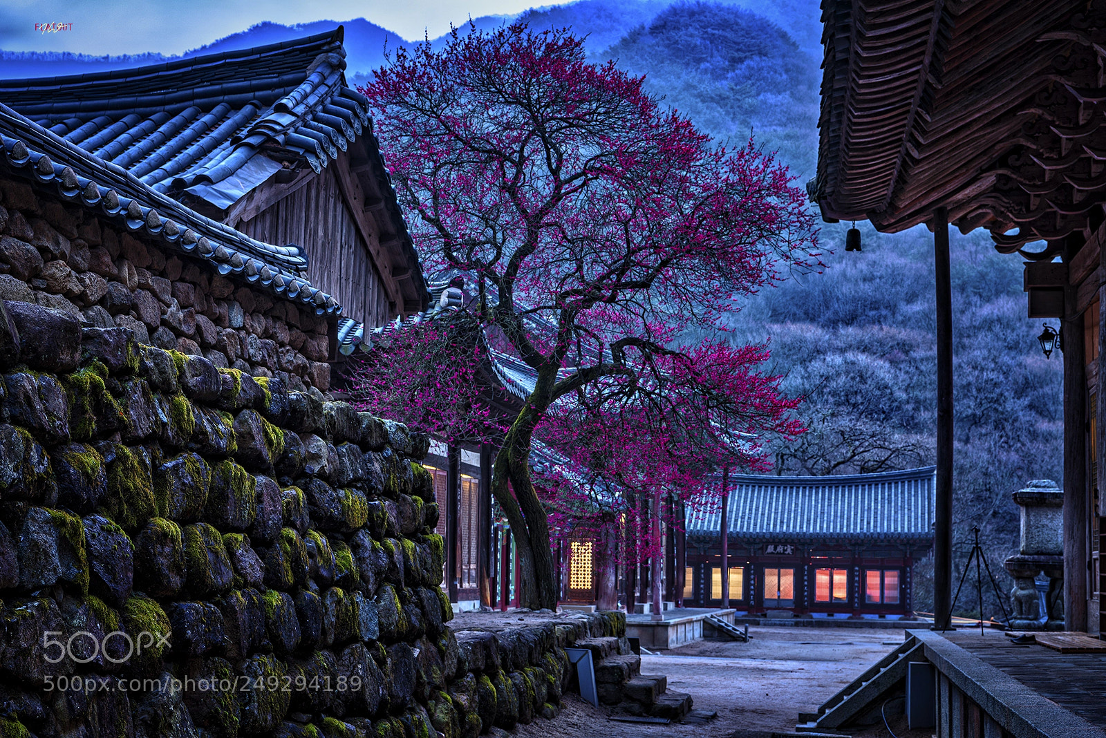 Nikon D810 sample photo. 흑매.. photography