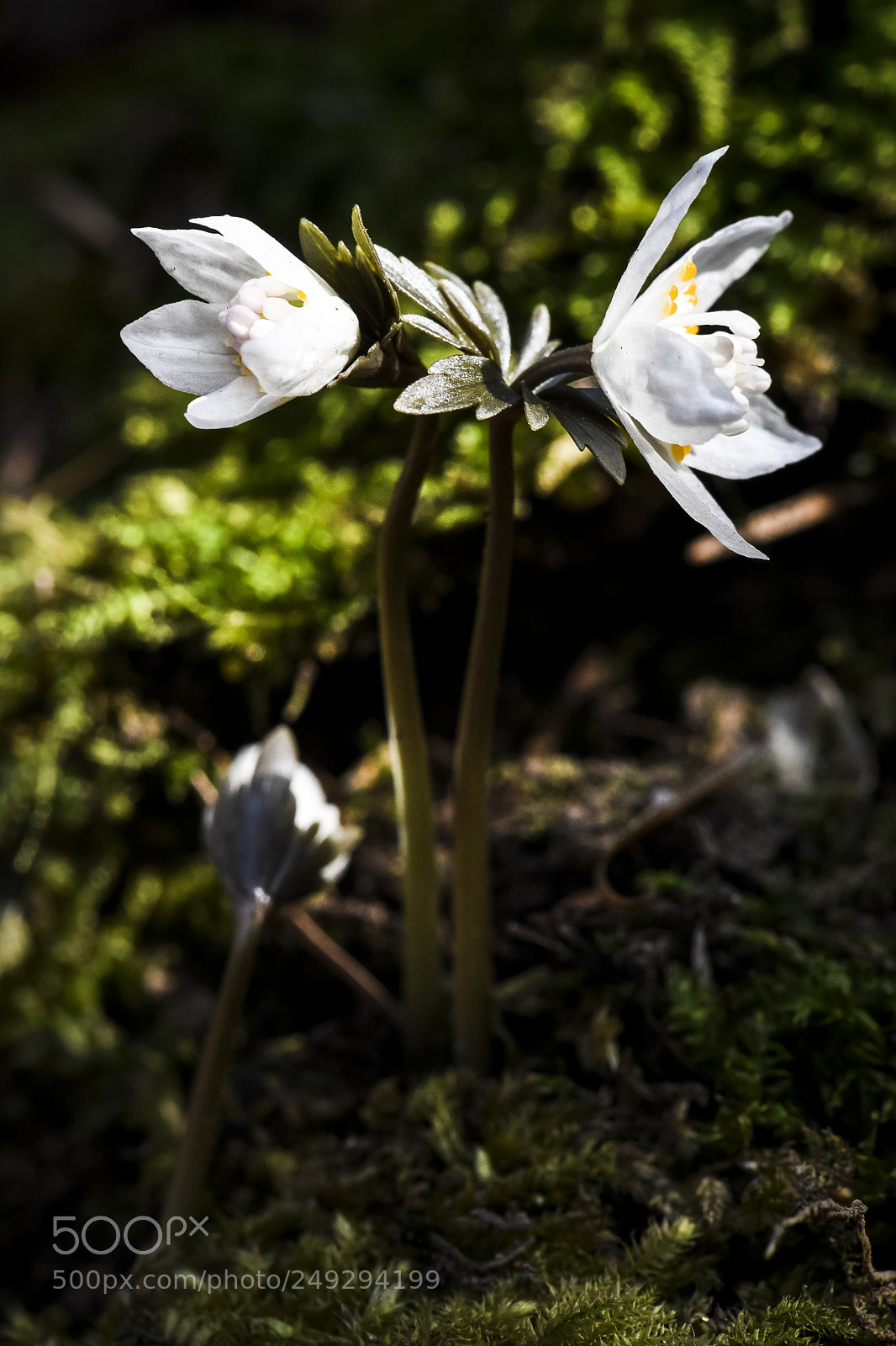 Nikon D5 sample photo. Hepatica asiatica nakai photography