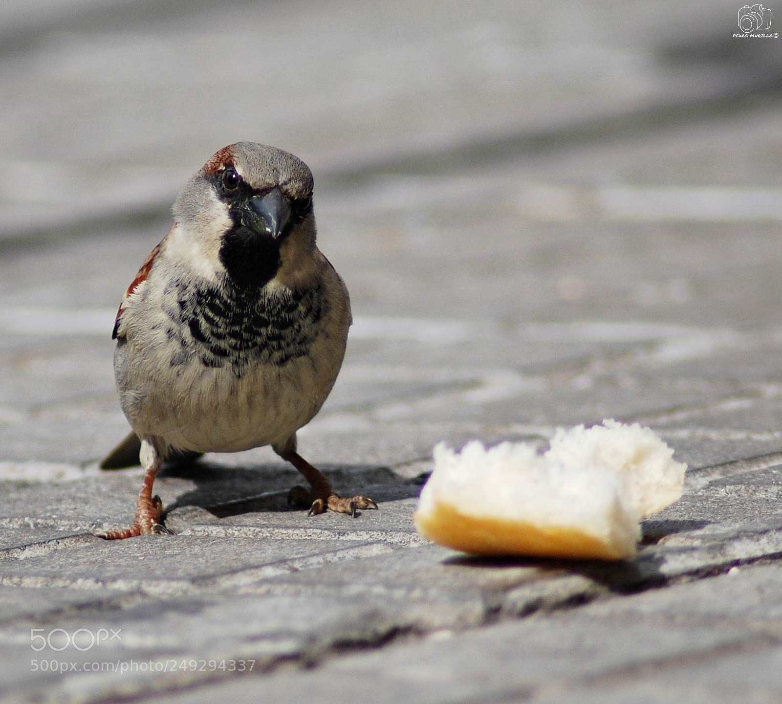 Nikon D60 sample photo. Untitled photography