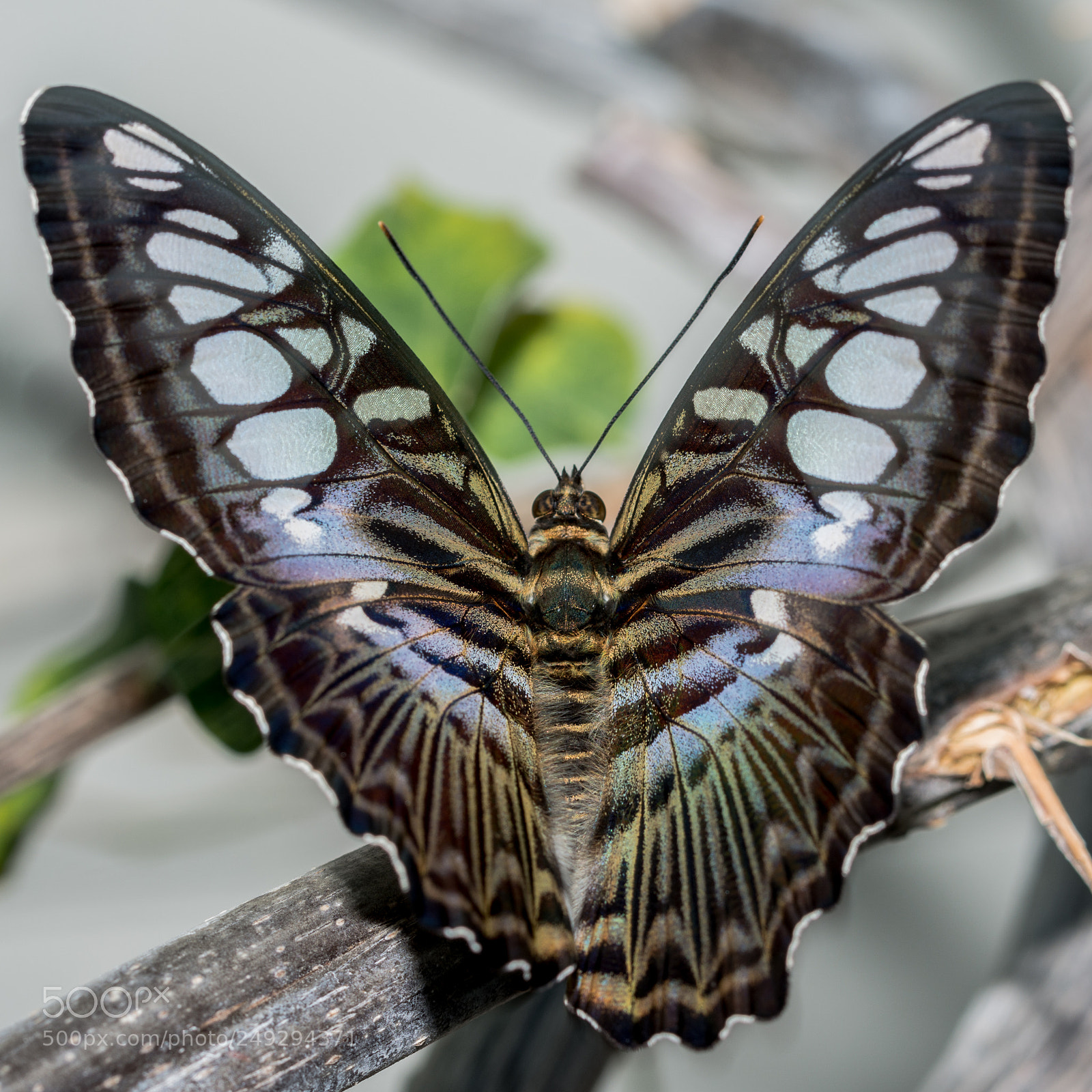 Nikon D7100 sample photo. Batterfly photography