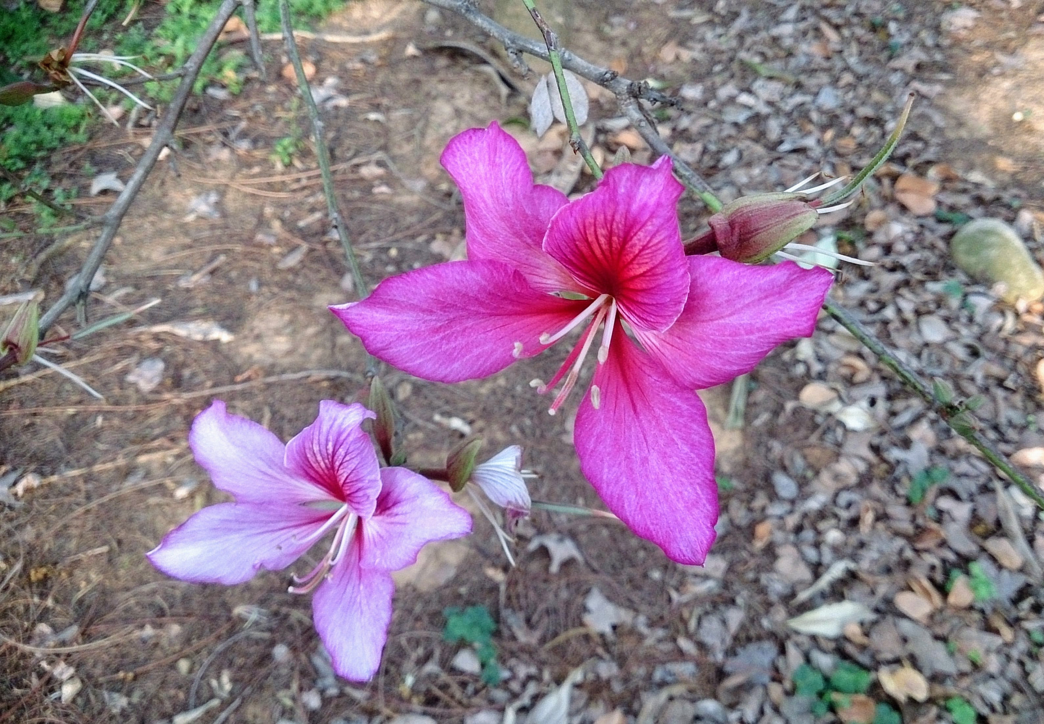 Sony Xperia Z sample photo. It`s flower or butterfly? photography