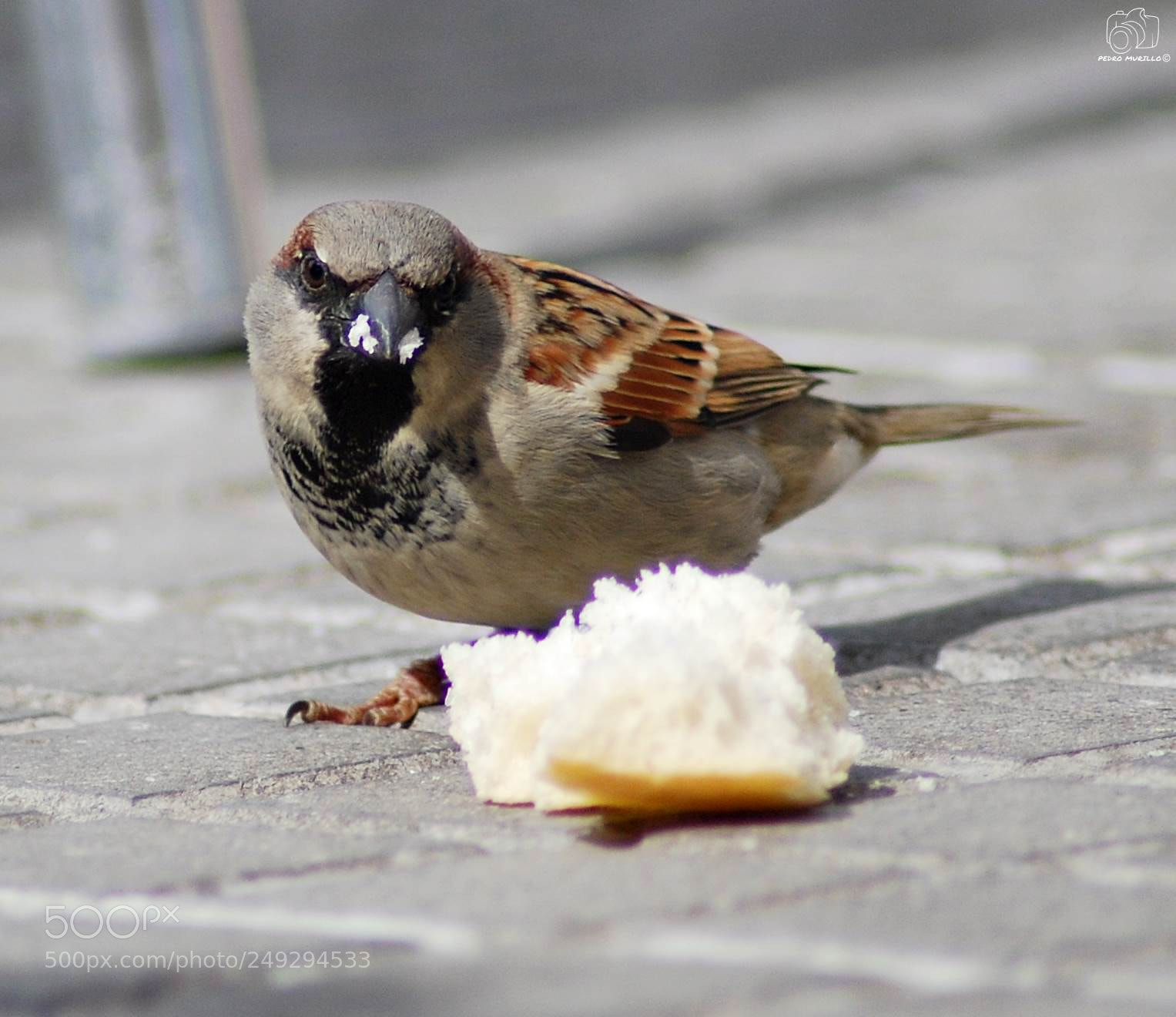 Nikon D60 sample photo. Untitled photography