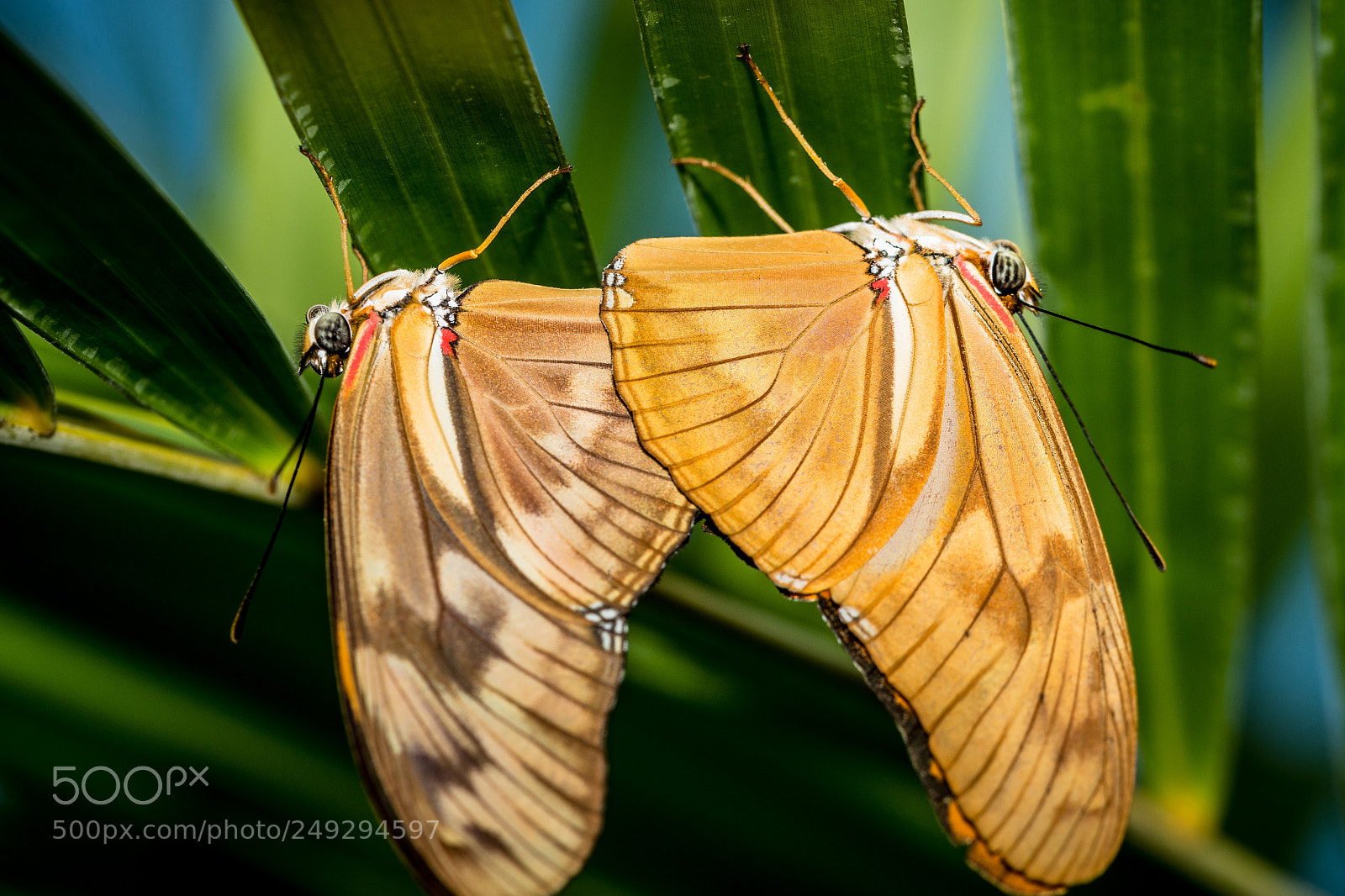 Nikon D7100 sample photo. Batterfly photography