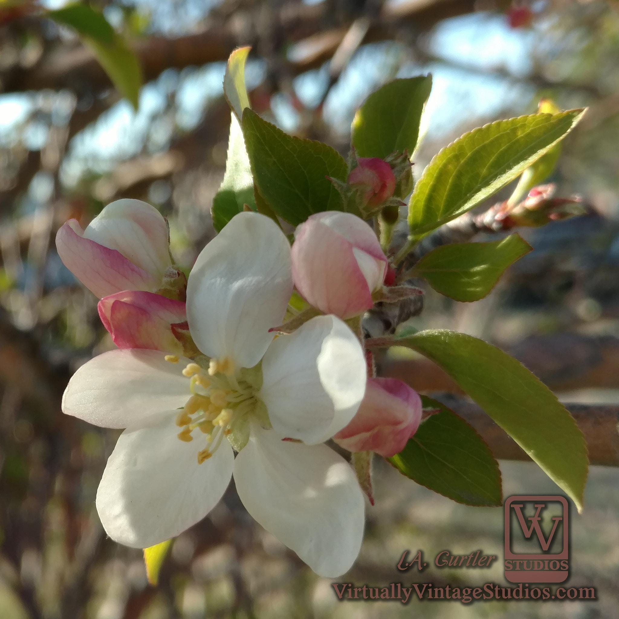 Motorola DROID Turbo 2 sample photo. Crab apple blossom photography