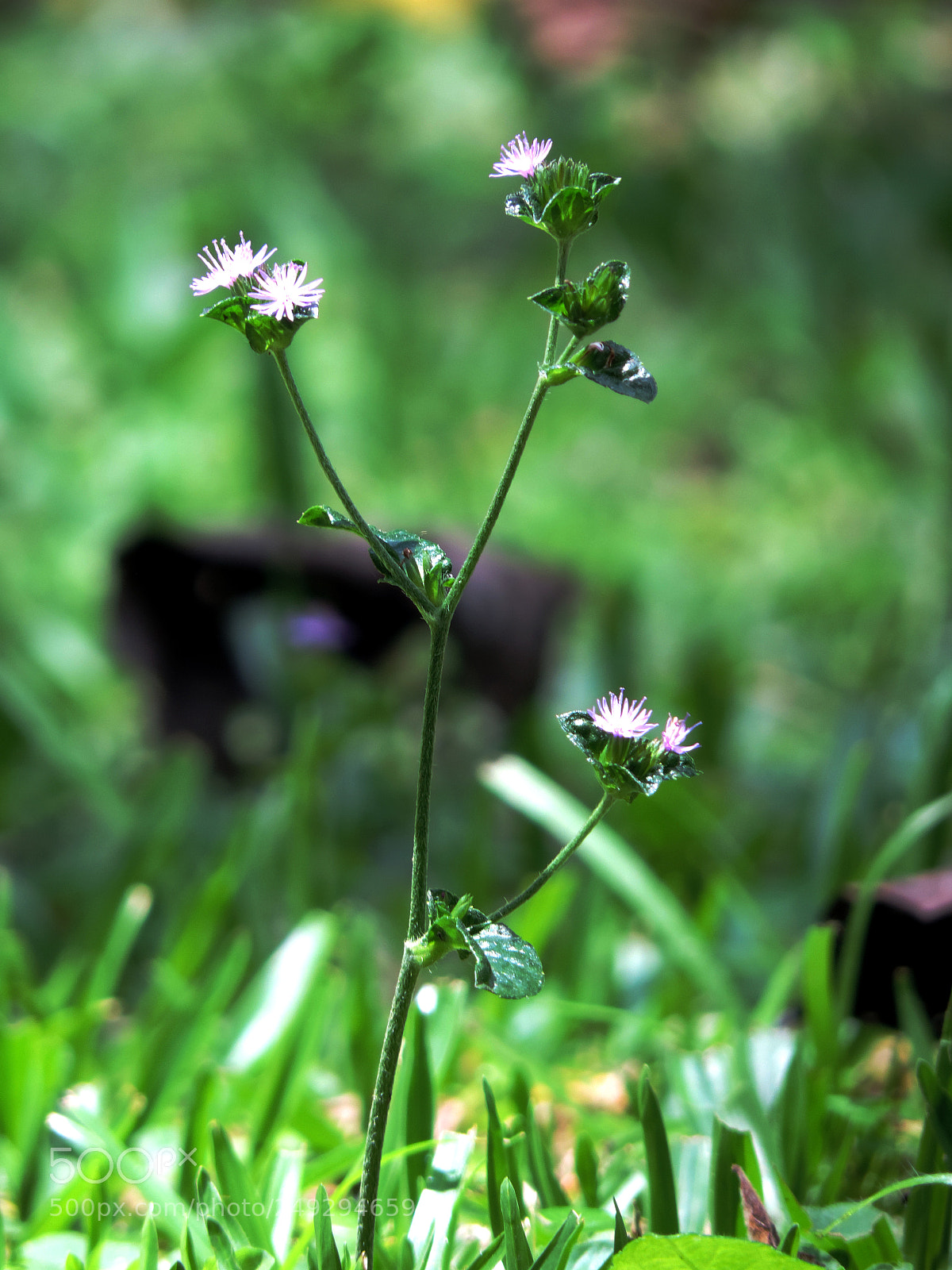 Nikon Coolpix P520 sample photo. Little flower - est photography