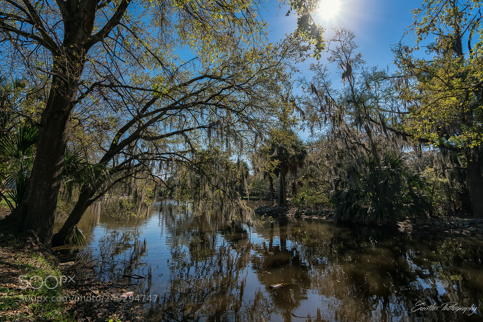 Sony a7R II sample photo. Swamp thing photography