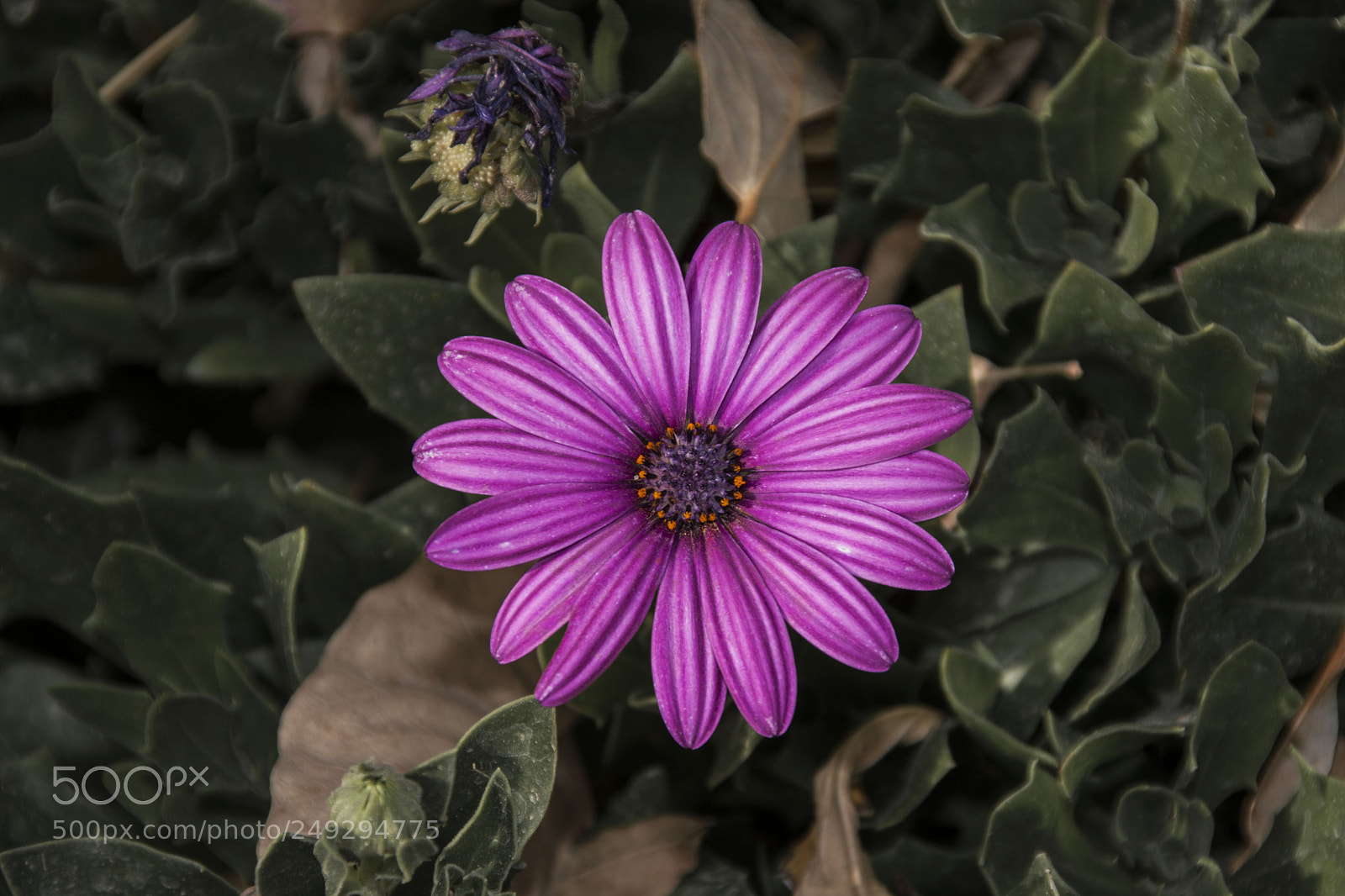 Canon EOS 40D sample photo. Violet photography