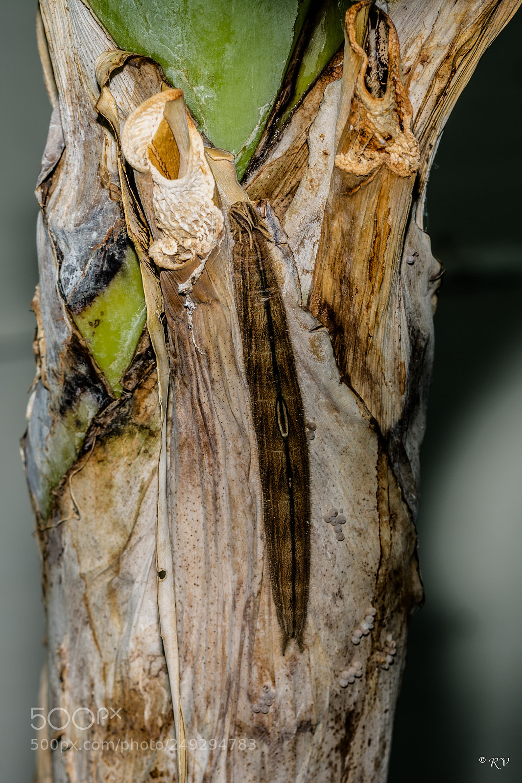 Nikon D7100 sample photo. Insect photography