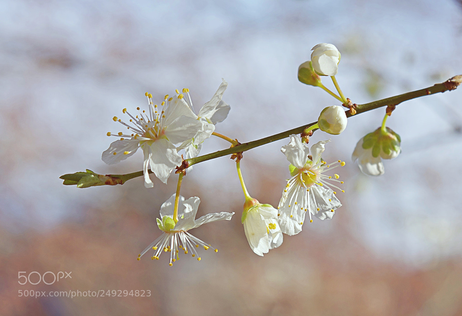 Nikon D5200 sample photo. Blooming season photography