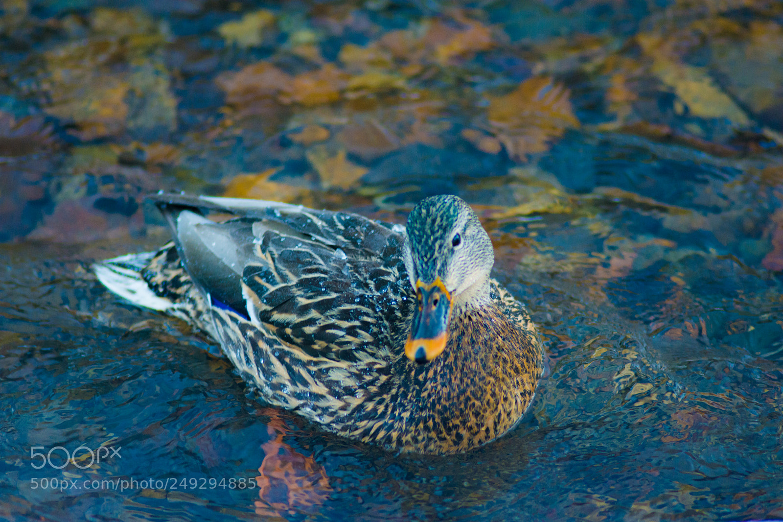 Nikon D7200 sample photo. Ducks photography