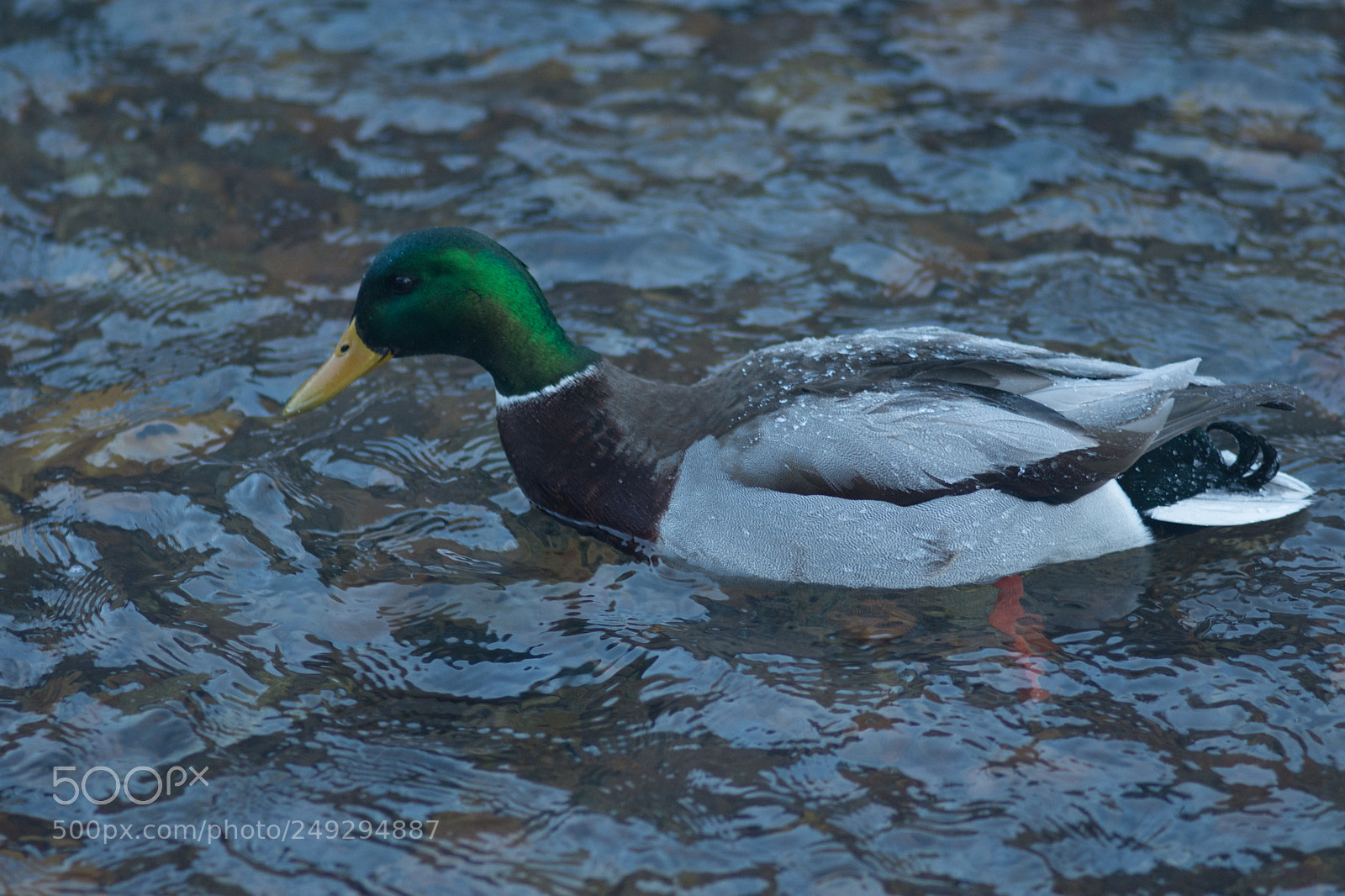 Nikon D7200 sample photo. Ducks photography