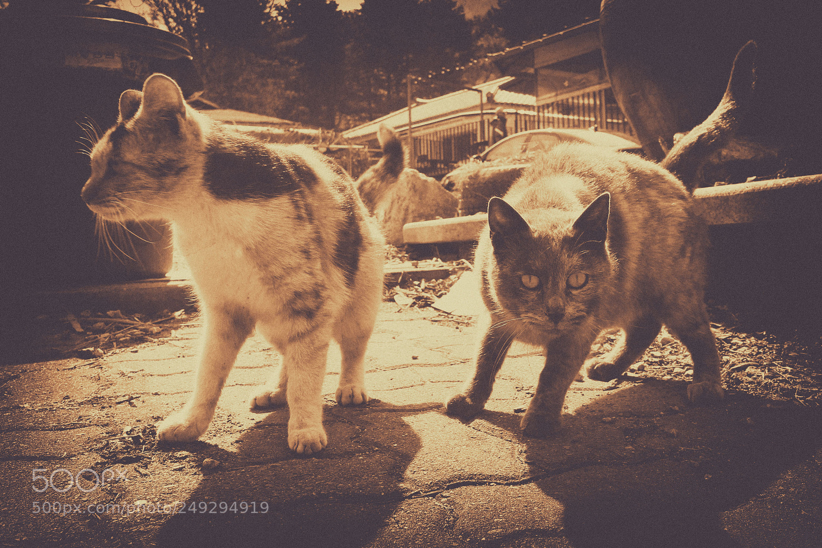 Canon EOS 60D sample photo. Untitled photography