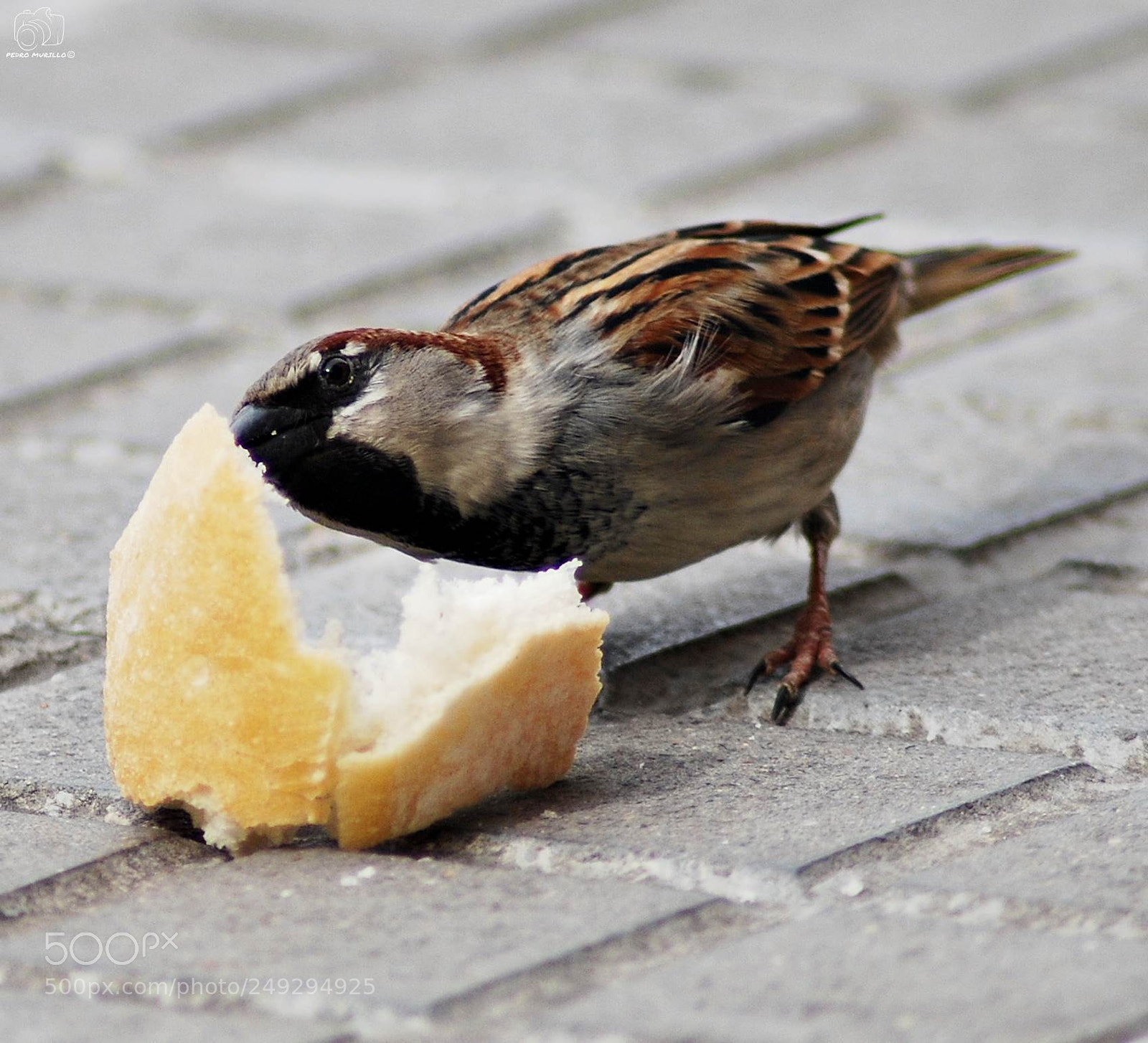 Nikon D60 sample photo. Untitled photography