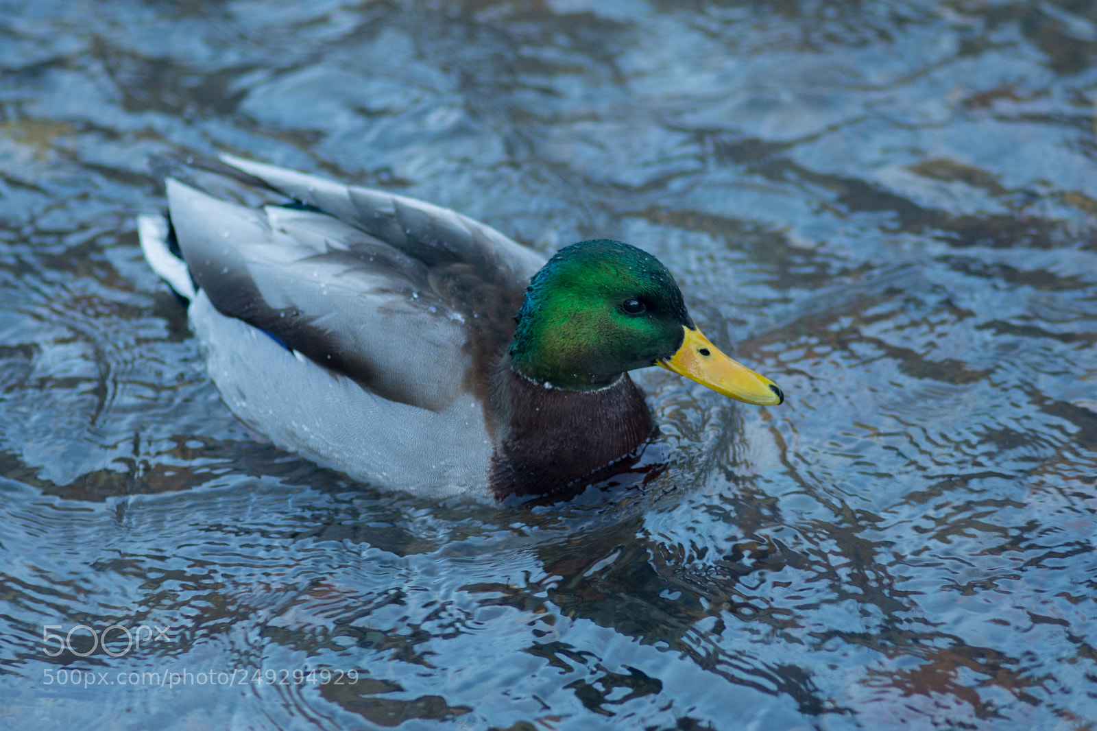 Nikon D7200 sample photo. Ducks photography