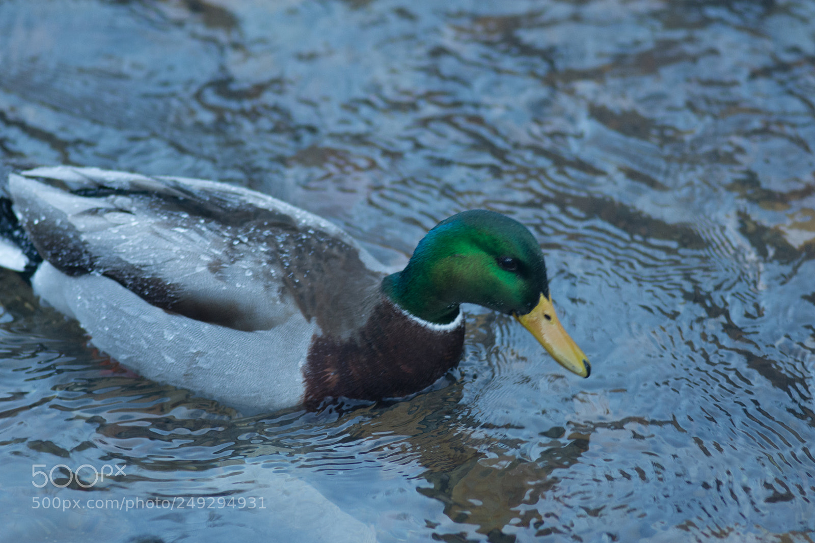 Nikon D7200 sample photo. Ducks photography