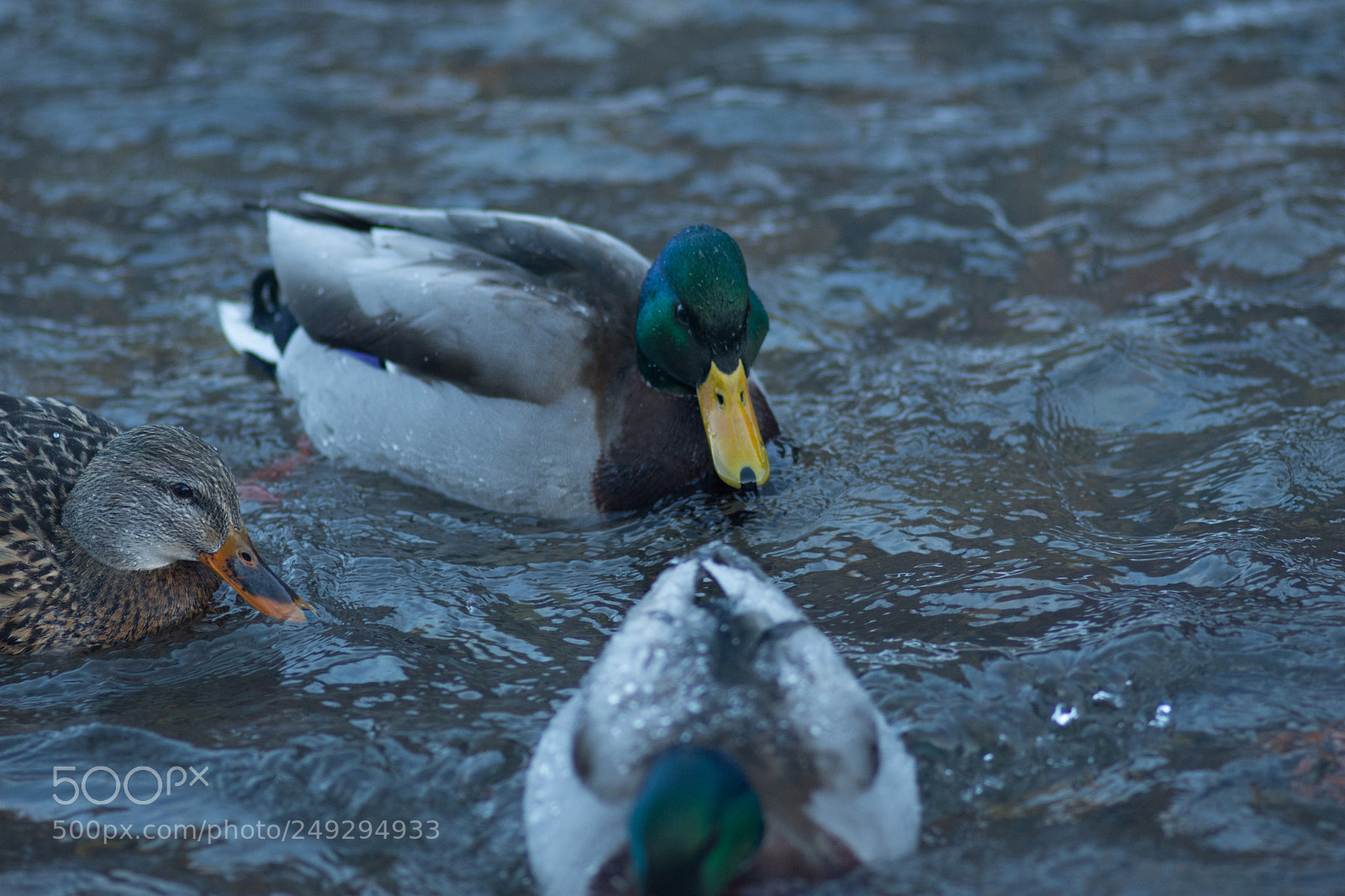 Nikon D7200 sample photo. Ducks photography