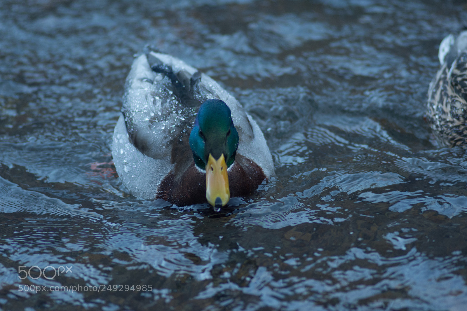 Nikon D7200 sample photo. Ducks photography