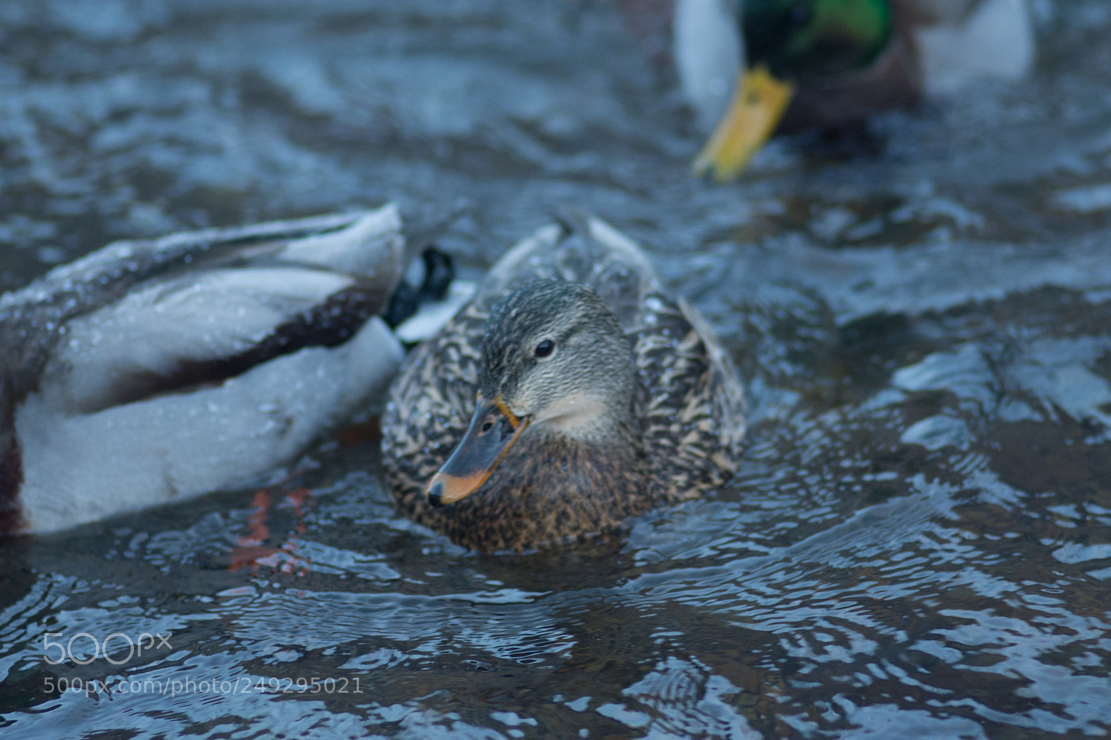 Nikon D7200 sample photo. Ducks photography