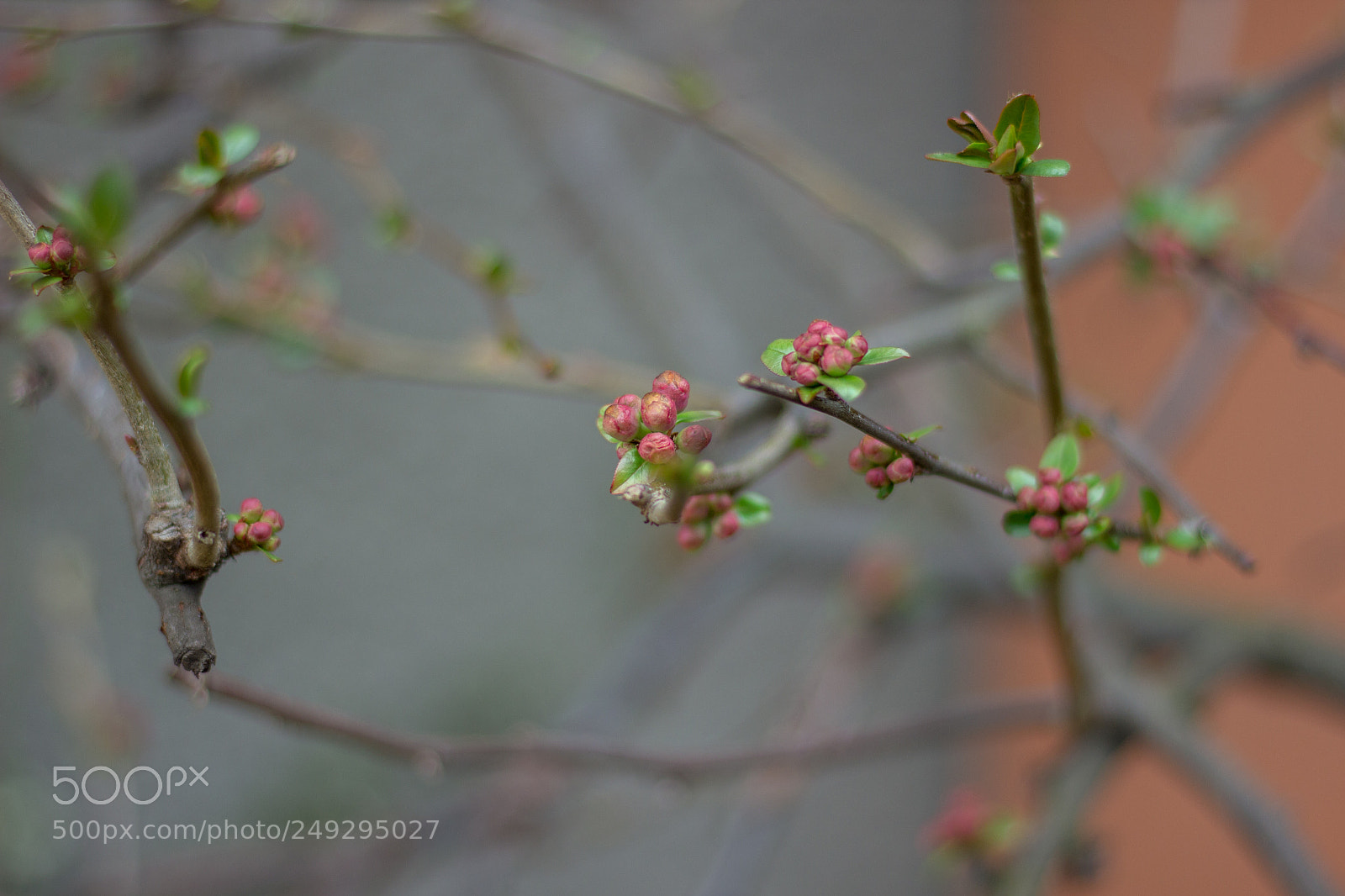 Canon EOS 600D (Rebel EOS T3i / EOS Kiss X5) sample photo. Fruit tree photography