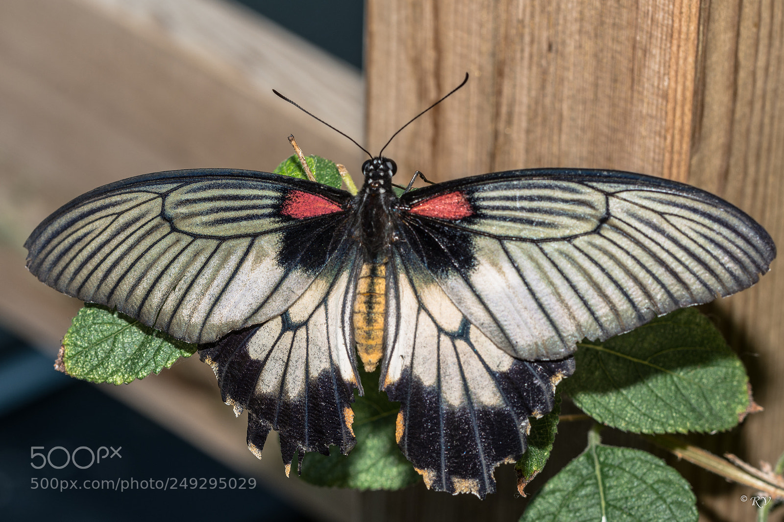 Nikon D7100 sample photo. Batterfly photography