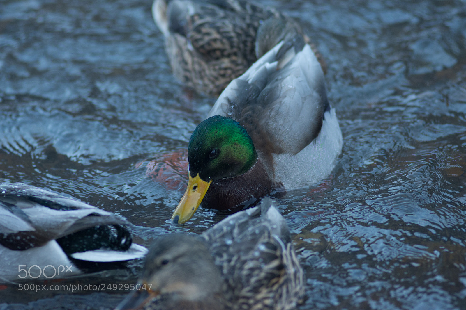 Nikon D7200 sample photo. Ducks photography