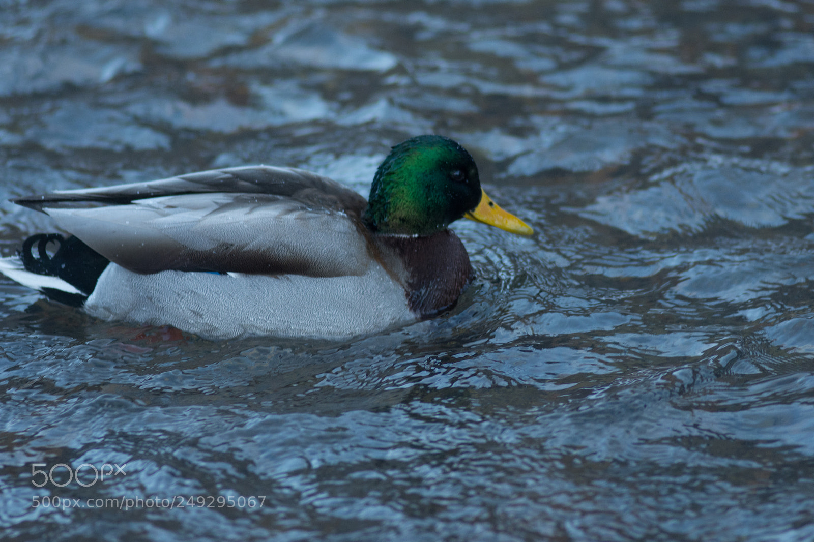 Nikon D7200 sample photo. Ducks photography
