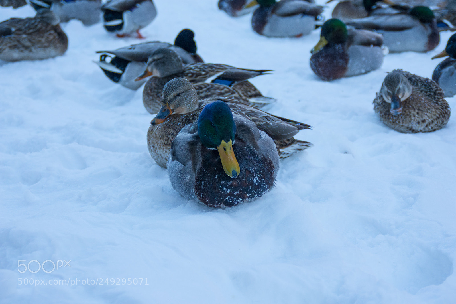 Nikon D7200 sample photo. Ducks photography