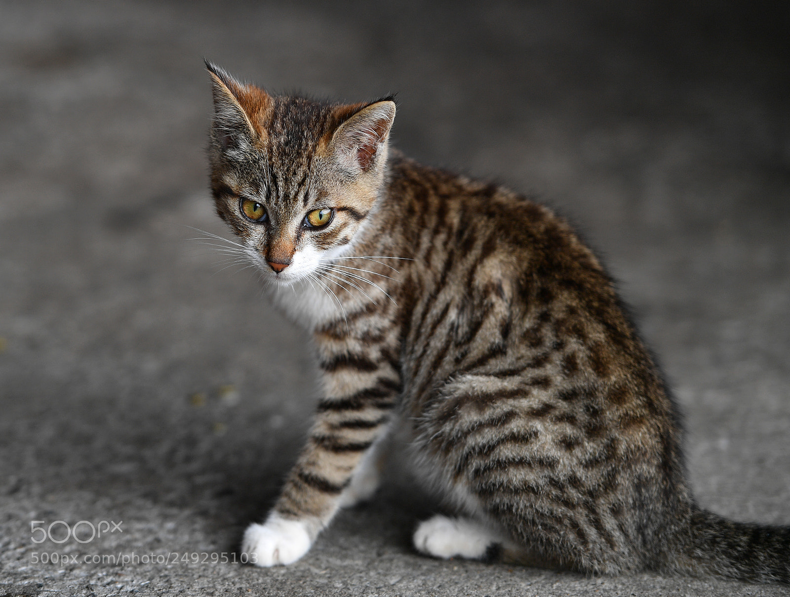 Nikon D5 sample photo. 貓 photography