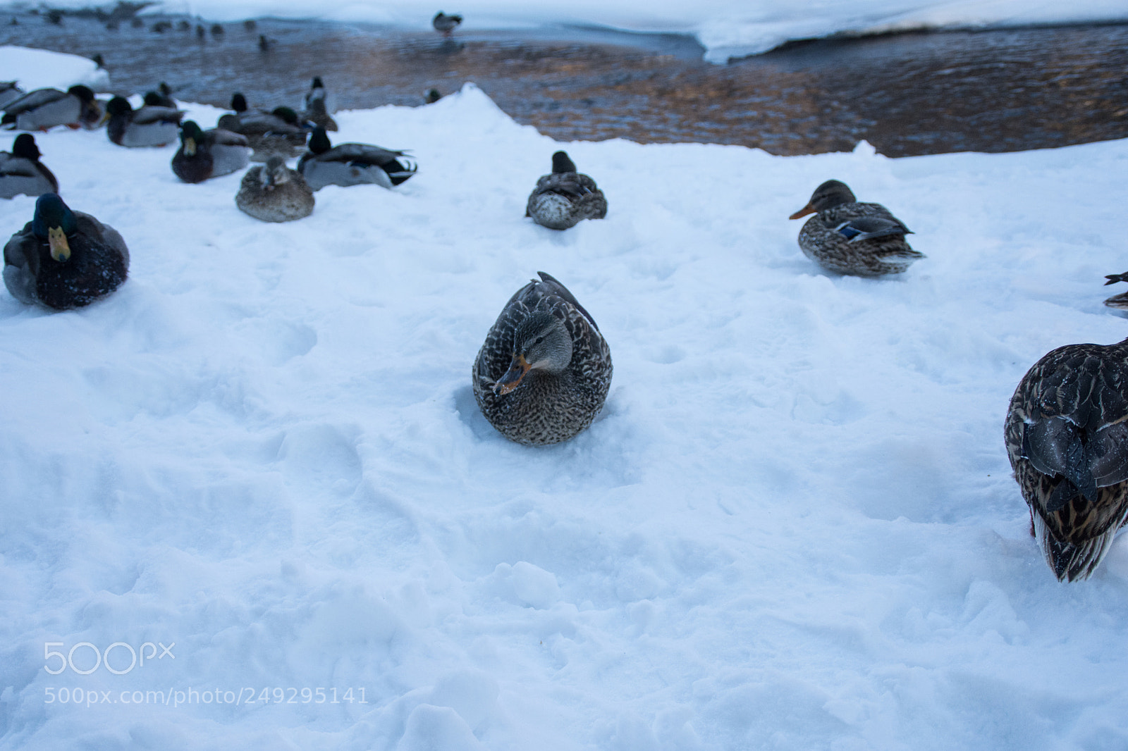 Nikon D7200 sample photo. Ducks photography