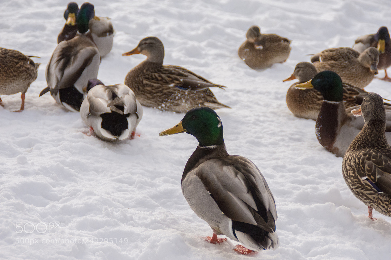 Nikon D7200 sample photo. Ducks photography