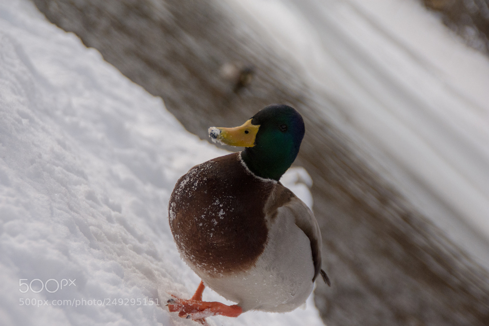 Nikon D7200 sample photo. Ducks photography