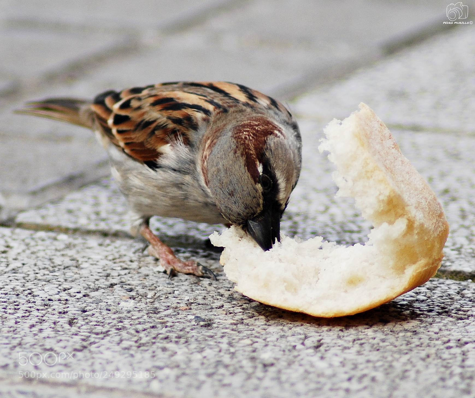 Nikon D60 sample photo. Untitled photography