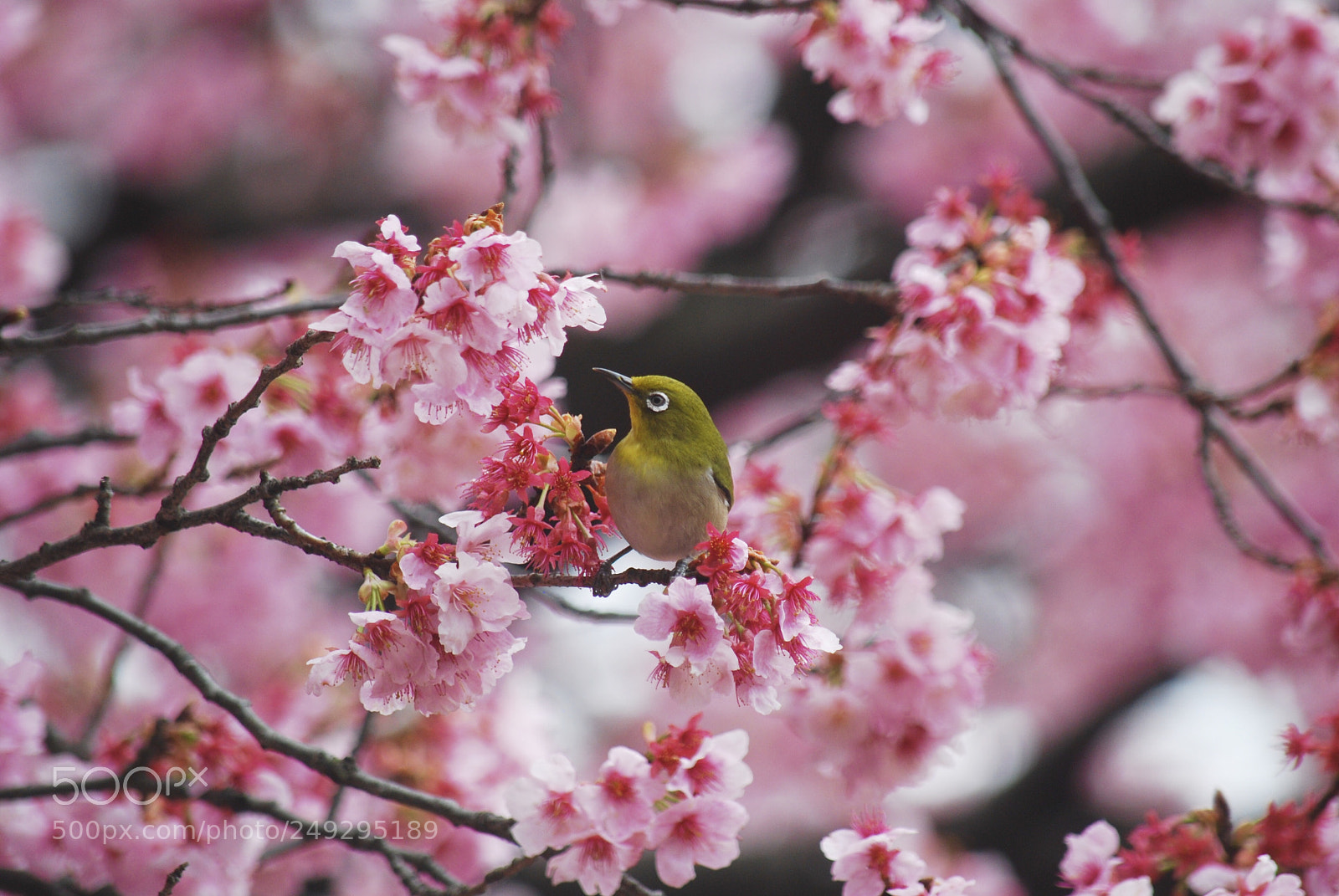 Nikon D40X sample photo. A  bird with spring. photography