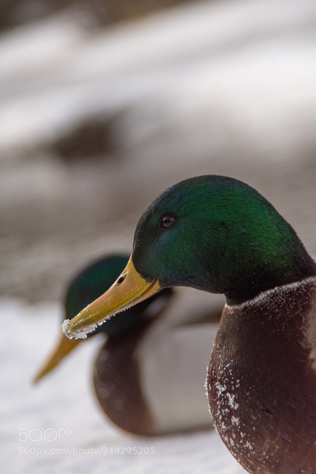 Nikon D7200 sample photo. Ducks photography