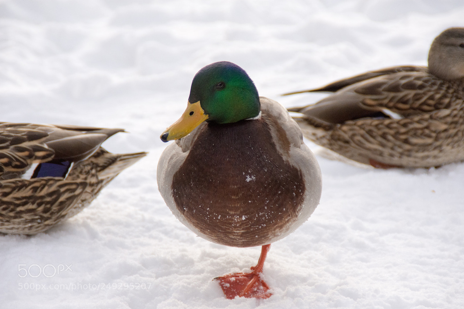 Nikon D7200 sample photo. Ducks photography