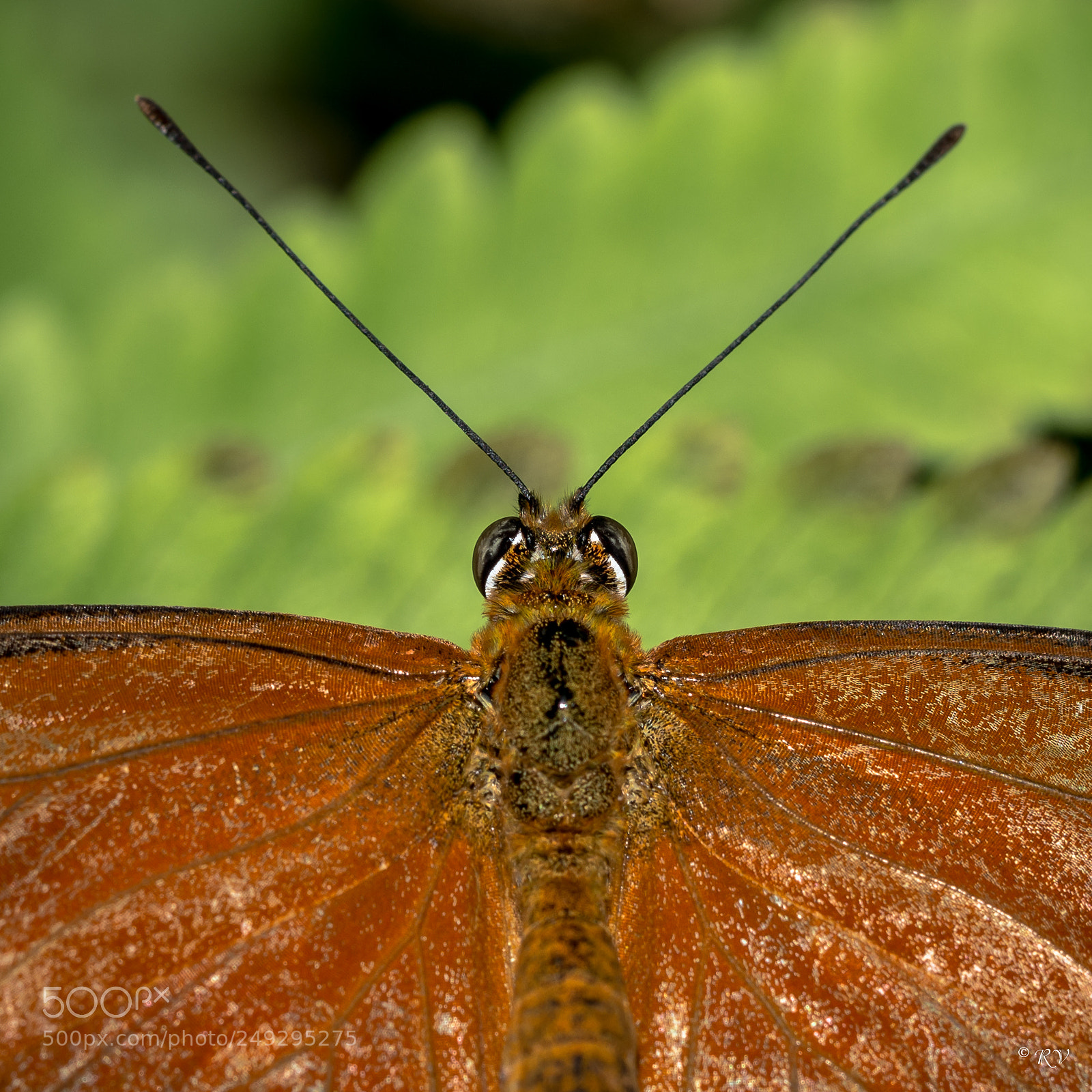 Nikon D7100 sample photo. Batterfly photography