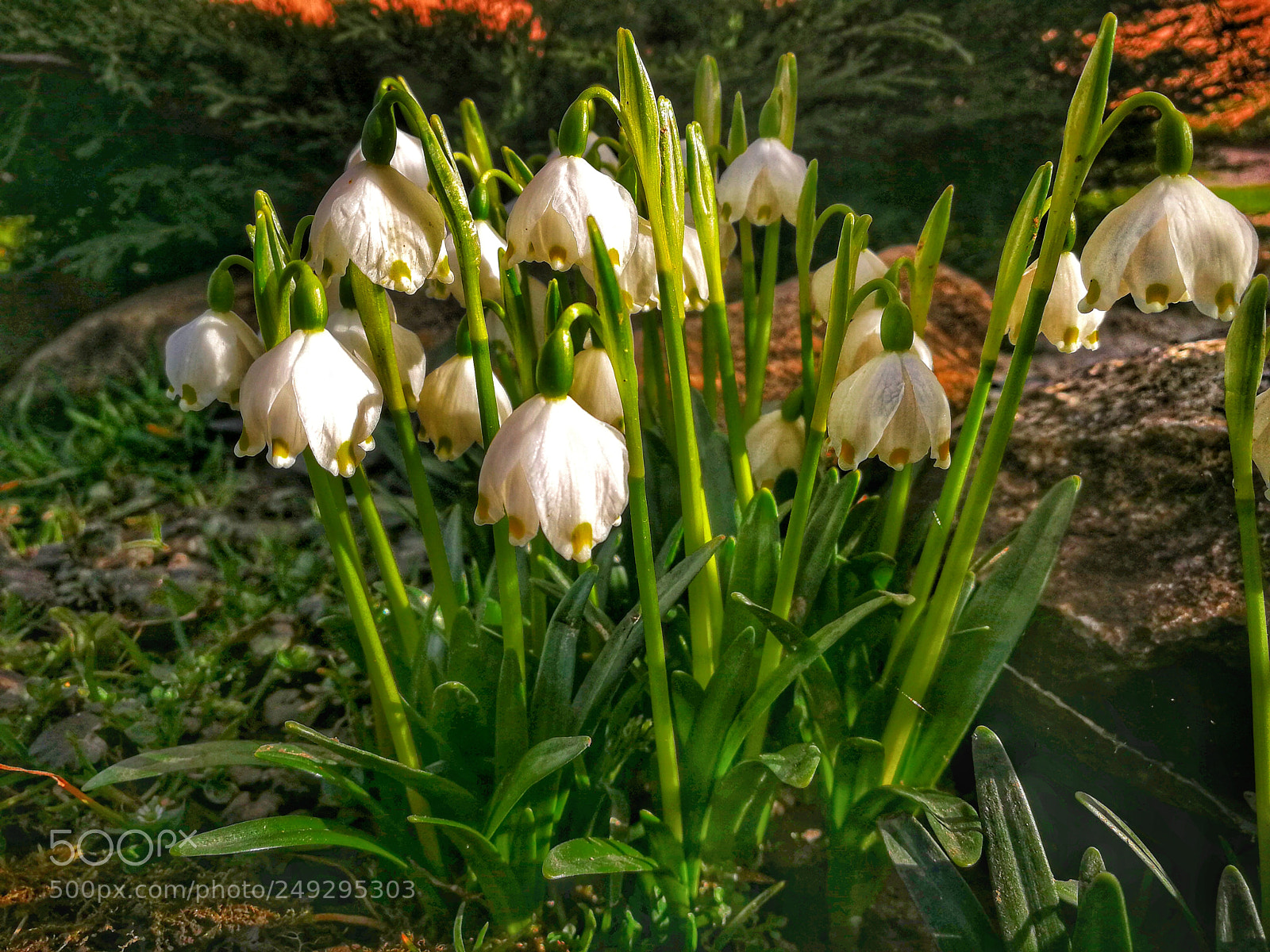 HUAWEI P10 sample photo. Flowers photography