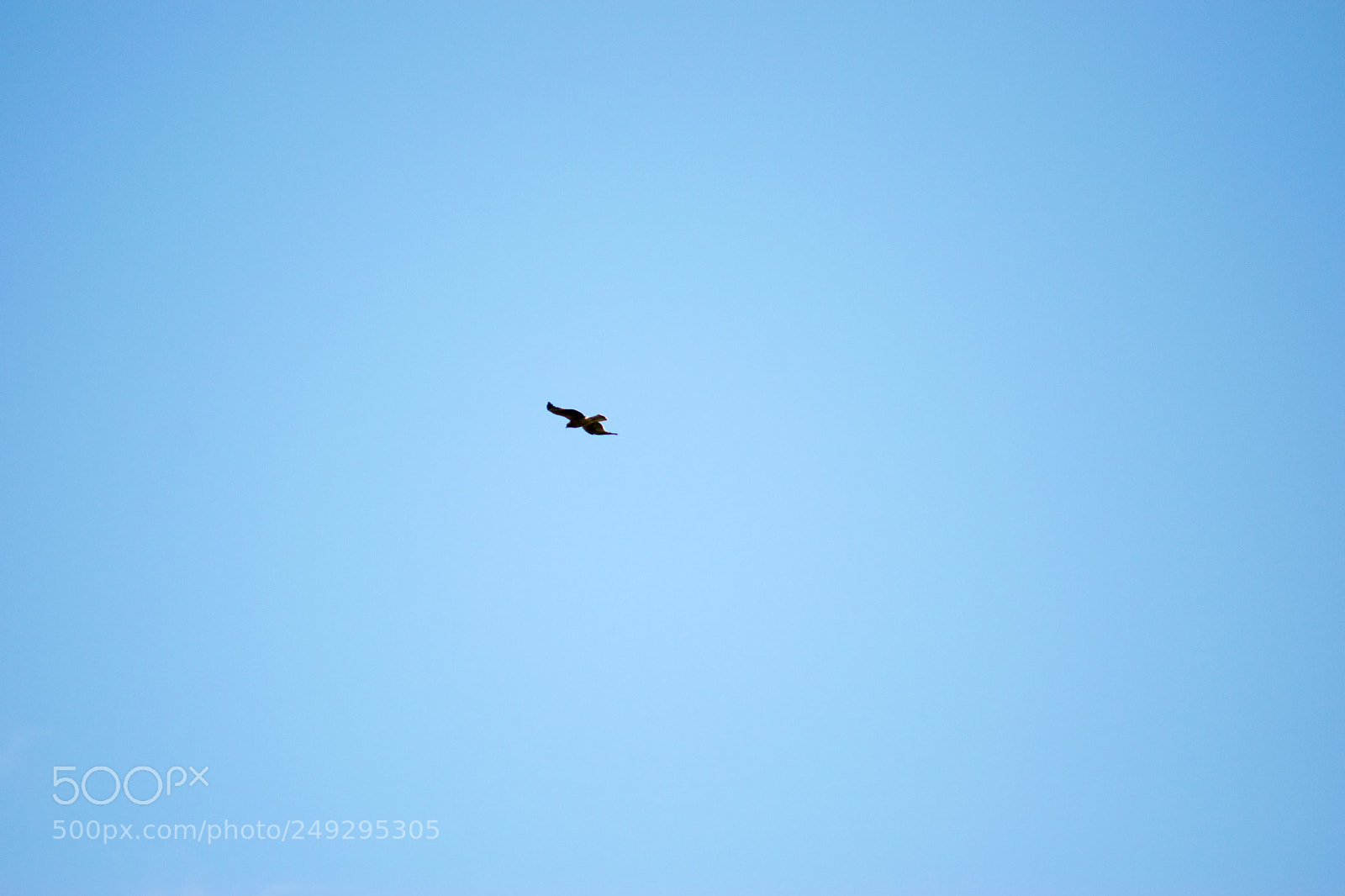 Nikon D3300 sample photo. Falco photography