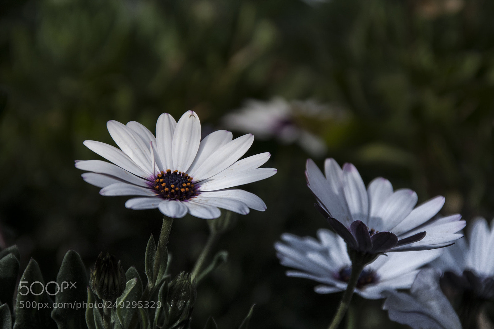 Canon EOS 40D sample photo. Petal photography