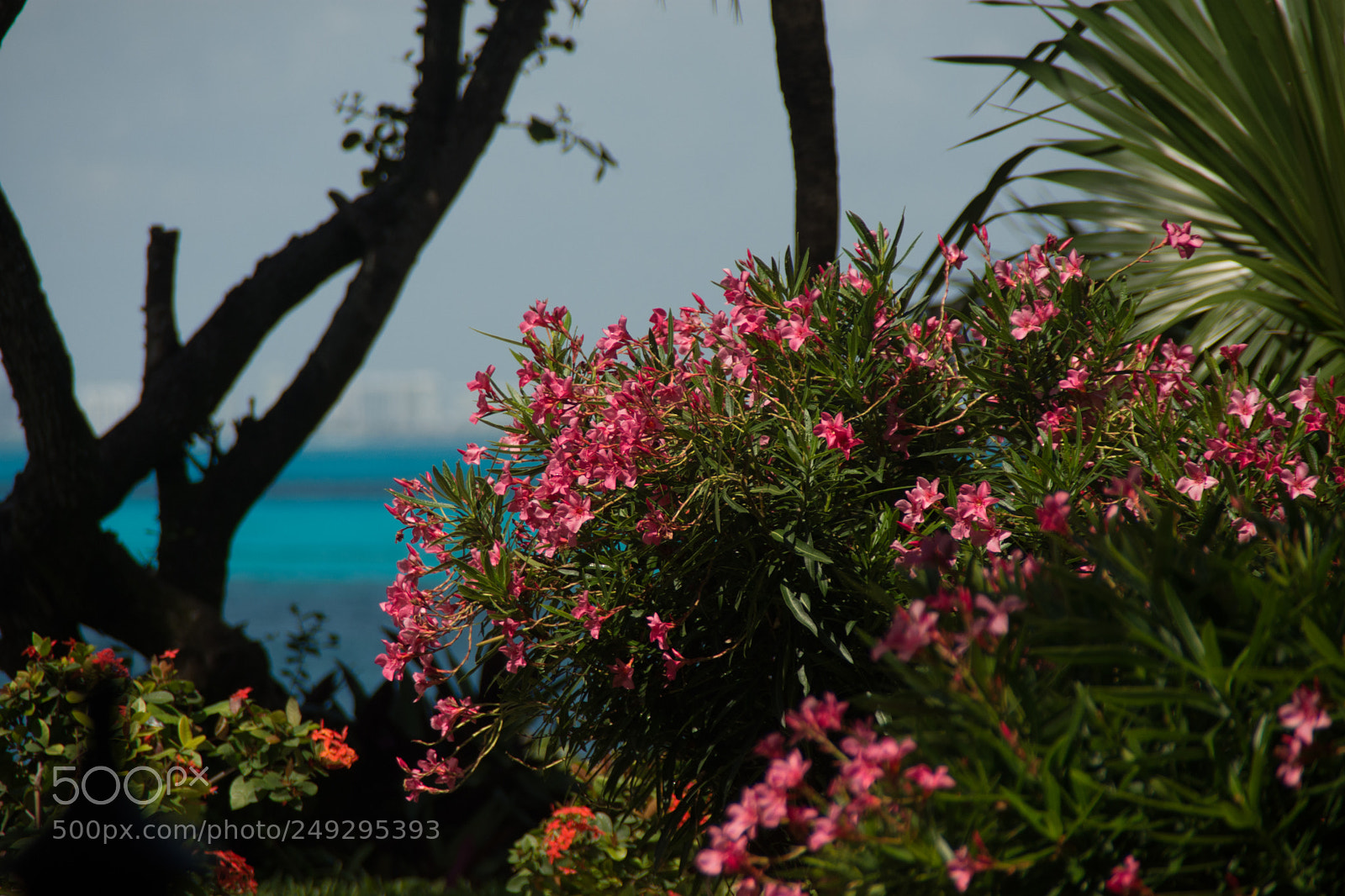 Nikon D7200 sample photo. Mexico photography